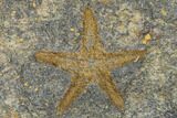 Two Ordovician Starfish (Petraster?) Fossils - Morocco #180859-3